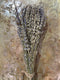 Lavender Bunches on Stem
