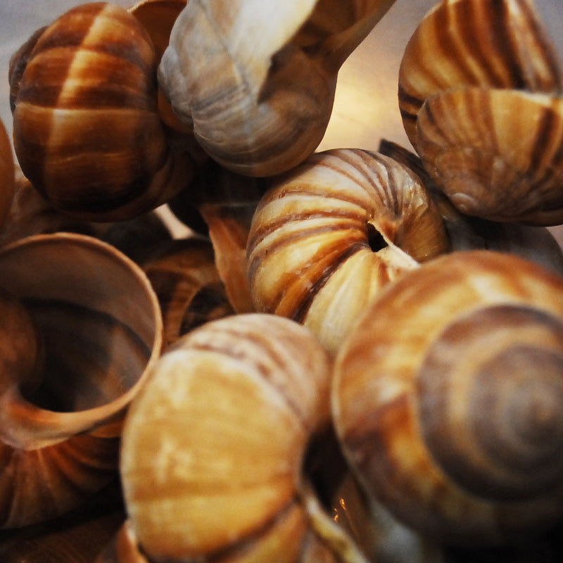 Escargots Shells